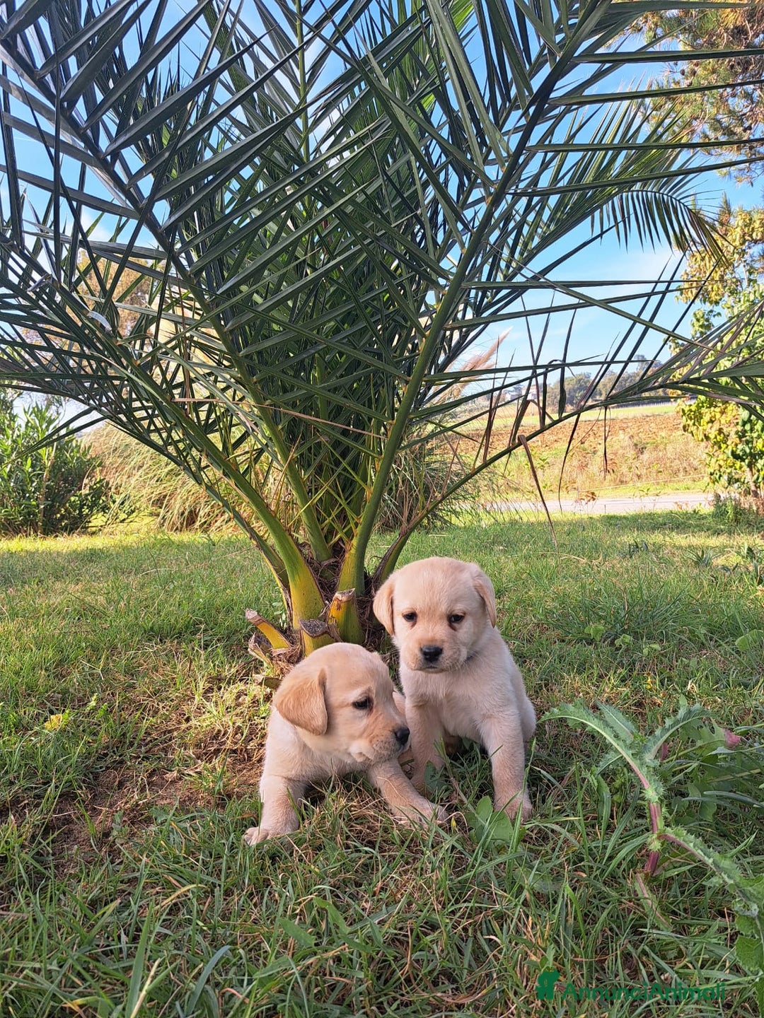 Labrador cani in vendita: Labrador cuccioli con pedigree Enci  - Annuncio 5