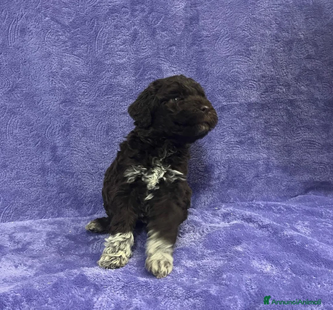 Lagotto cani in vendita: Cuccioli di Lagotto Romagnolo con Pedigree  - Annuncio 5