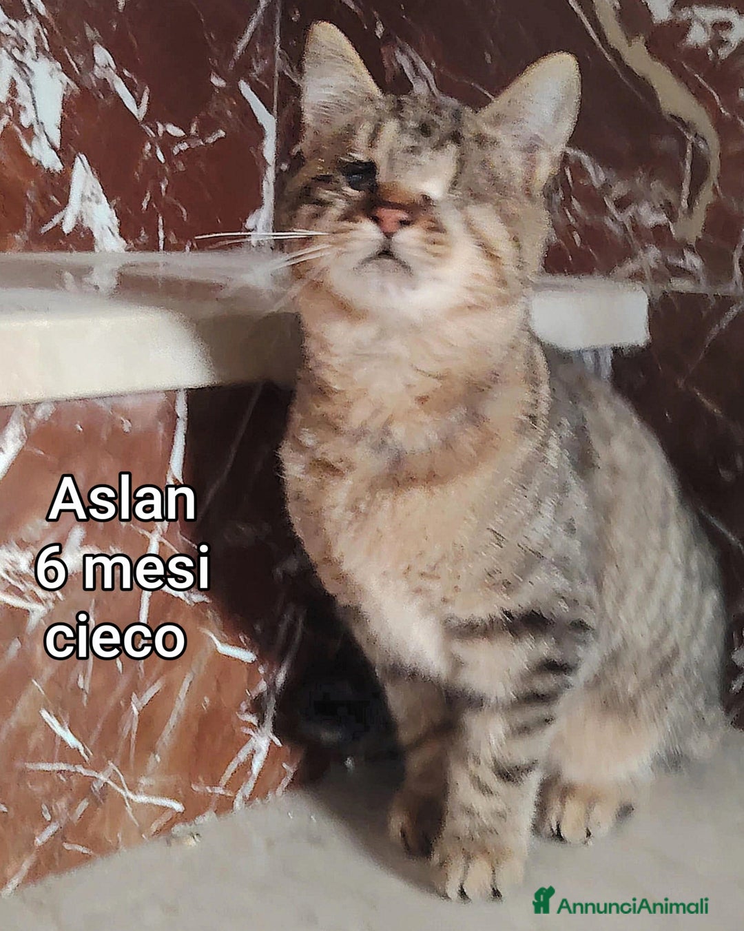 Europeo gatti in regalo: TANTI GATTINI DA SALVARE! - Annuncio 5