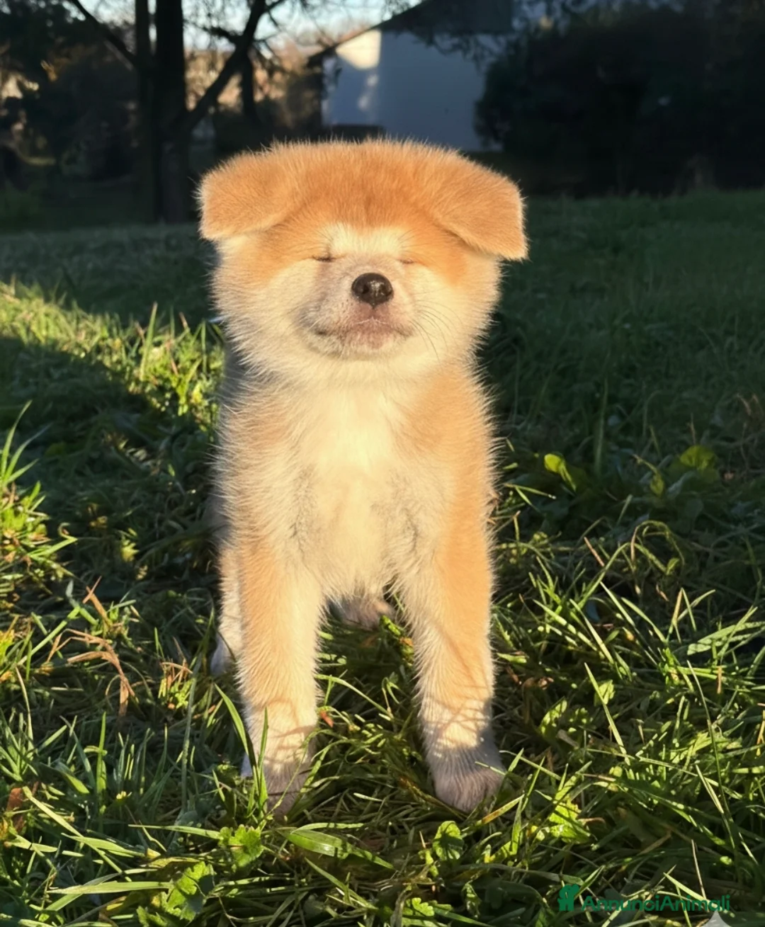 Akita Inu cani in vendita: Cuccioli Akita Inu  - Annuncio 5
