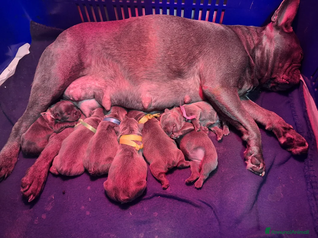 Bulldog Francese cani in vendita: Cuccioli buldog francese blu a Provincia di Trieste - Annuncio 1