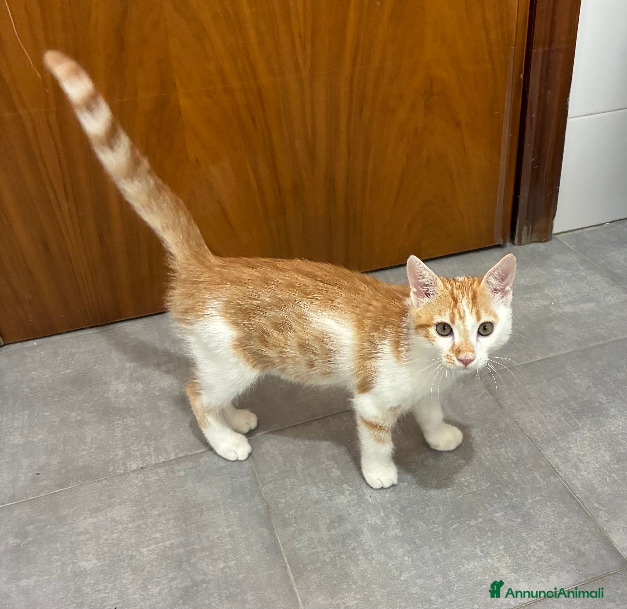 Meticcio gatti Regalo bellissimo gattino maschio - Annuncio 29