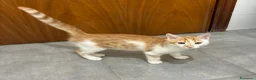 Meticcio gatti in regalo: Regalo bellissimo gattino maschio - Annuncio 1