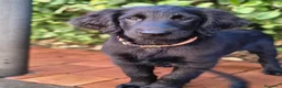 Flat Coated cani in vendita: Cuccioli flat coated retriever  - Annuncio 13