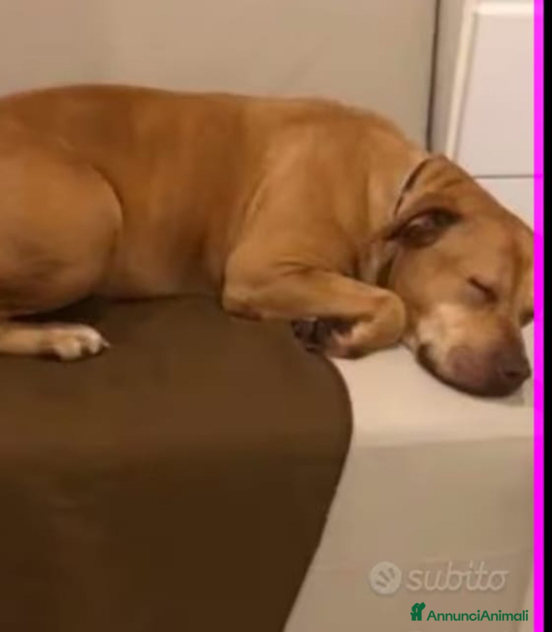 Pitbull cani in regalo: Pitbull adulta salita a Milano e riscesa a NAPOLI a Città metropolitana di Milano - Immagine 4