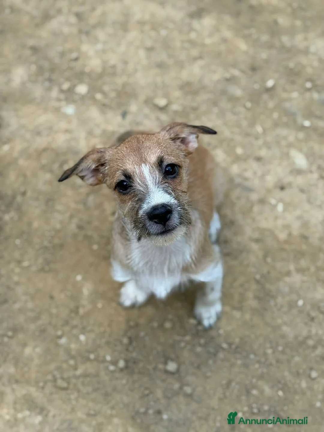 Meticcio cani in regalo: TARA, nanetta super coccolona! TG PICCOLA - Annuncio 5
