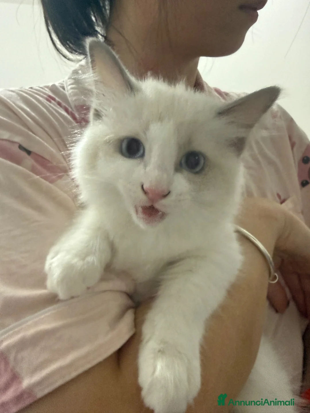 Ragdoll gatti in vendita: Cuccioli Ragdoll Blue bicolor a Provincia di Padova - Annuncio 2