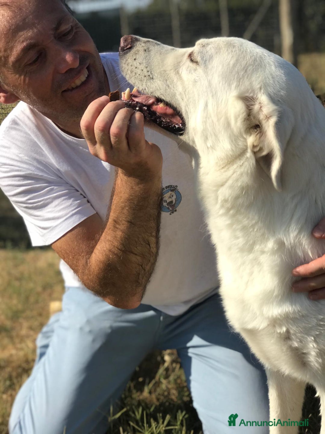 Meticcio cani in regalo: Commodo il cane giusto per la pet therapy a Provincia di Latina - Annuncio 3