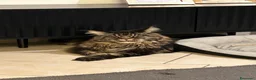 Maine Coon gatti in regalo: Maine coon a Provincia di Brescia - Annuncio 4