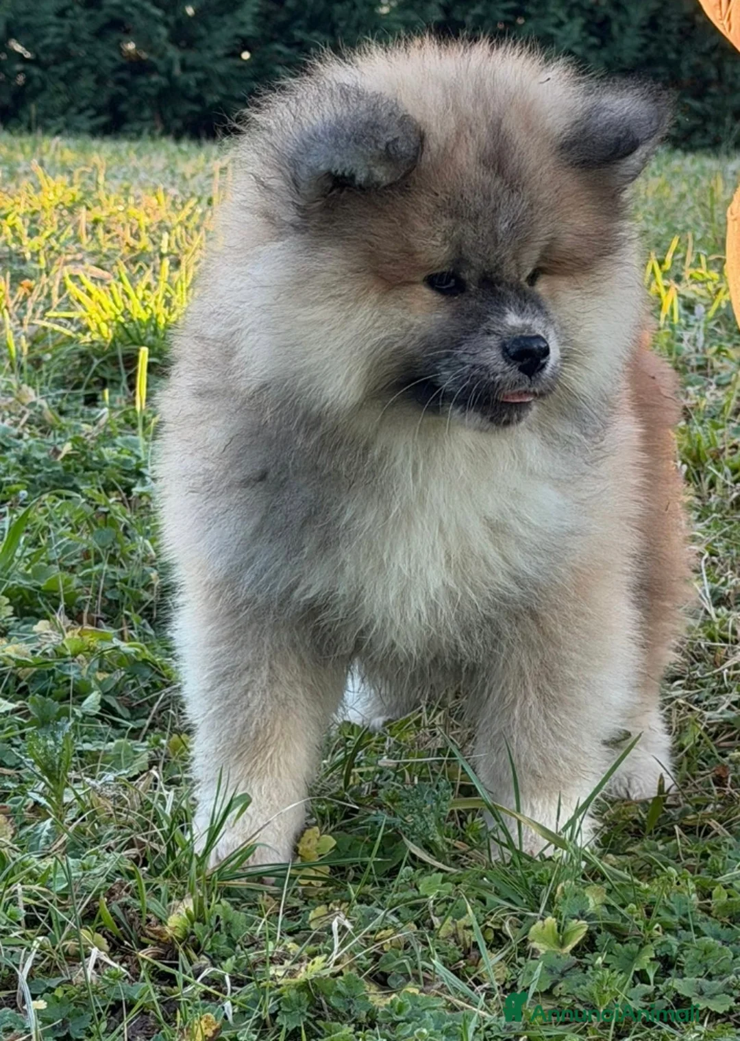 Akita Inu cani in vendita: Cuccioli Akita Inu pelo lungo  - Annuncio 3