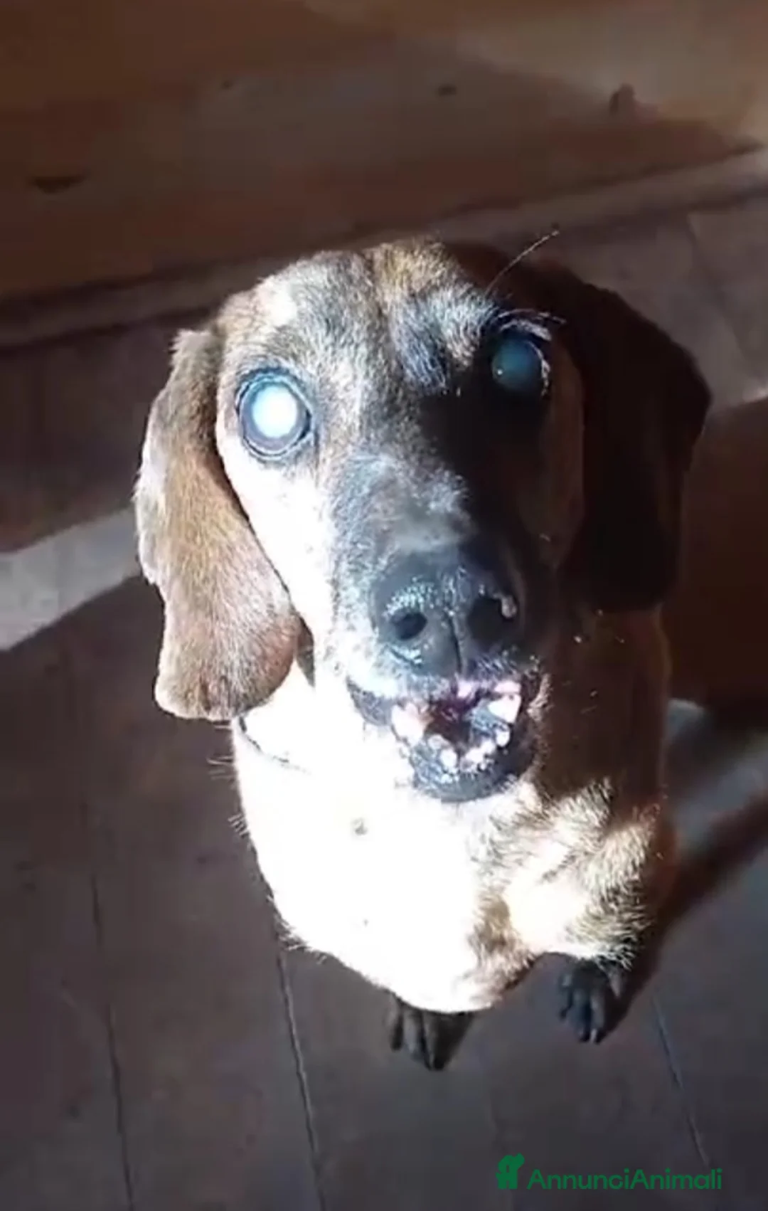 Segugio cani in regalo: Segugio 8anni DIVENTATO CIECO IN CANILE! LAZIO a Città metropolitana di Milano - Annuncio 3