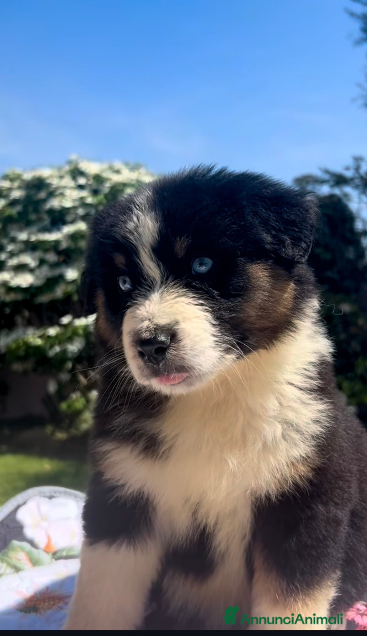 Australian Shepherd cani Cuccioli di Australian Shepherd con pedigree - Annuncio 1