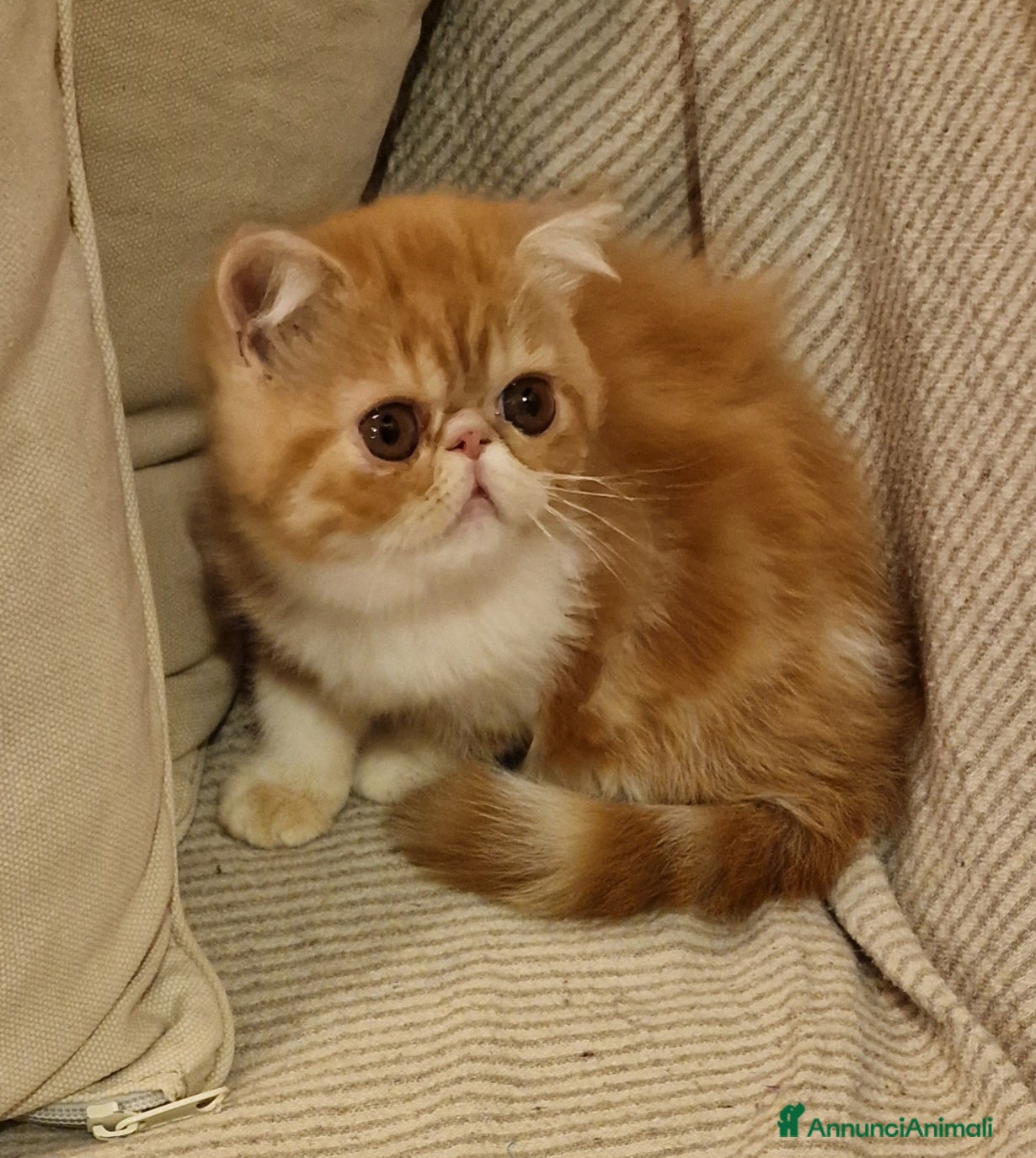 Exotic Shorthair gatti Cucciola exotic shorthair - Annuncio 2