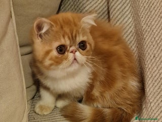 Exotic Shorthair gatti Cucciola exotic shorthair - Annuncio 2