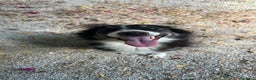 Border Collie cani in regalo: Splendida Border Collie - MILA - Annuncio 2