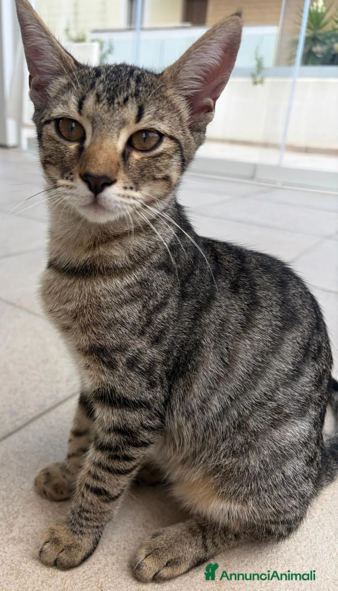 Meticcio gatti in regalo: Tom e Jerry  - Annuncio 8
