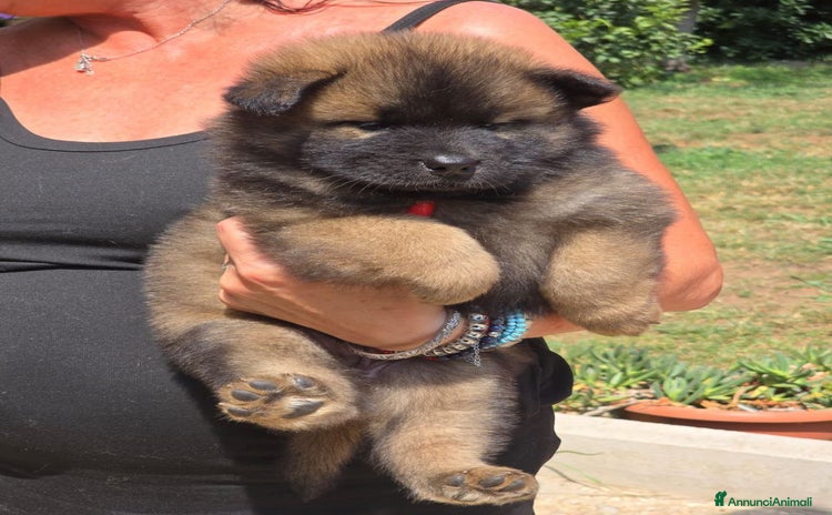 Eurasier cani a Città metropolitana di Roma Capitale - Annuncio 1