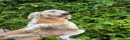 Setter Inglese cani in vendita: Cuccioli di Setter Inglese - Annuncio 3