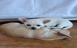 Chihuahua cani in vendita: Cuccioli di Chihuahua Cercano Casa!  a Provincia di Sassari - Immagine 12