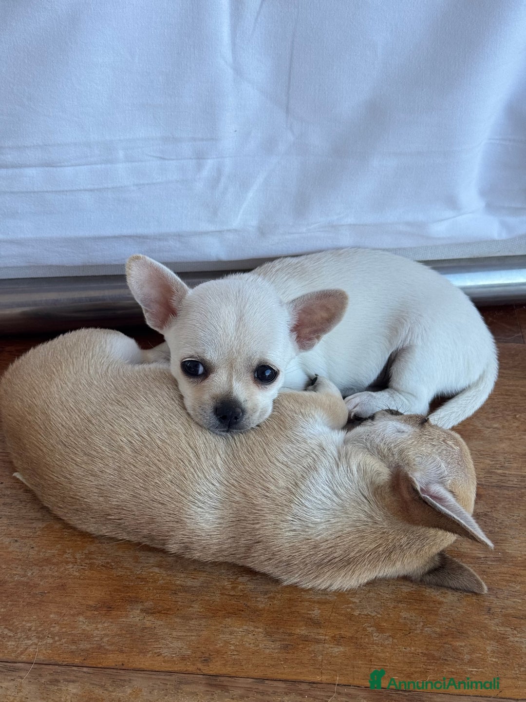 Chihuahua cani in vendita: Cuccioli di Chihuahua Cercano Casa!  a Provincia di Sassari - Immagine 12