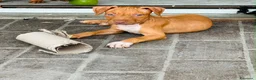 Pitbull cani in vendita: ULTIMA FEMMINA PITBULL UKC REDNOSE  - Annuncio 7