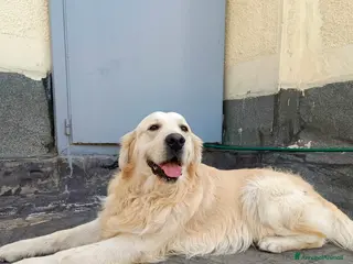 Golden Retriever cani Max, una meraviglia di Golden Retreiver - Annuncio 1