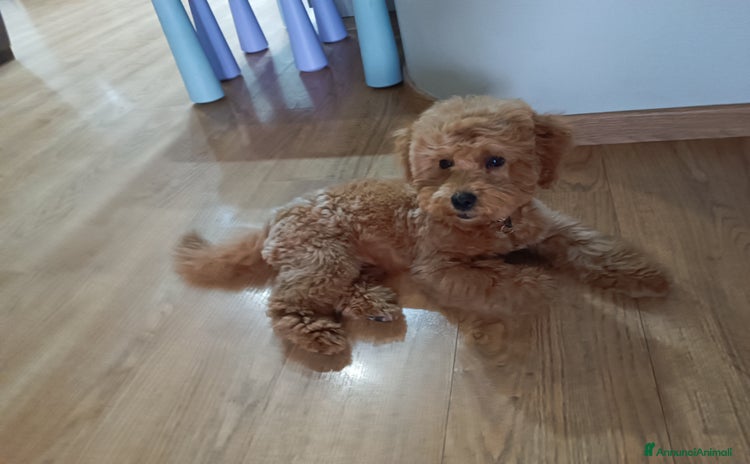Barboncino cani a Provincia di Avellino - Annuncio 17