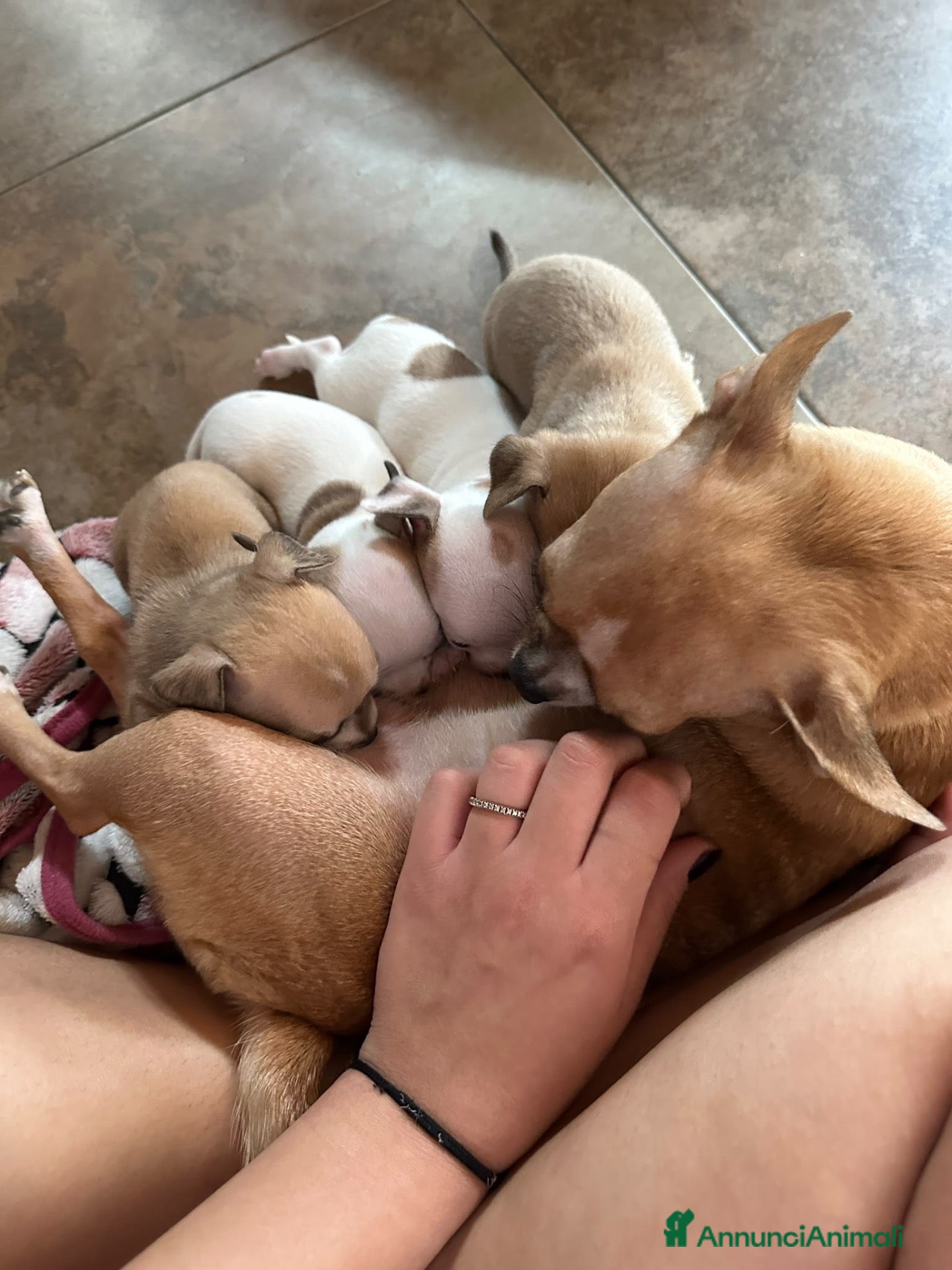 Chihuahua cani CUCCIOLO DI CHIHUAHUA  - Annuncio 2