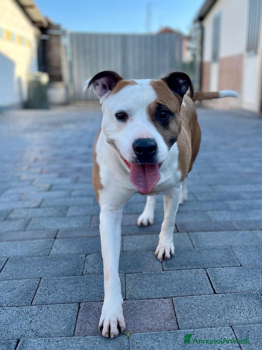 American Staffordshire cani in regalo: MAYA BELLISSIMA AMSTAFF a Città metropolitana di Milano - Immagine 3
