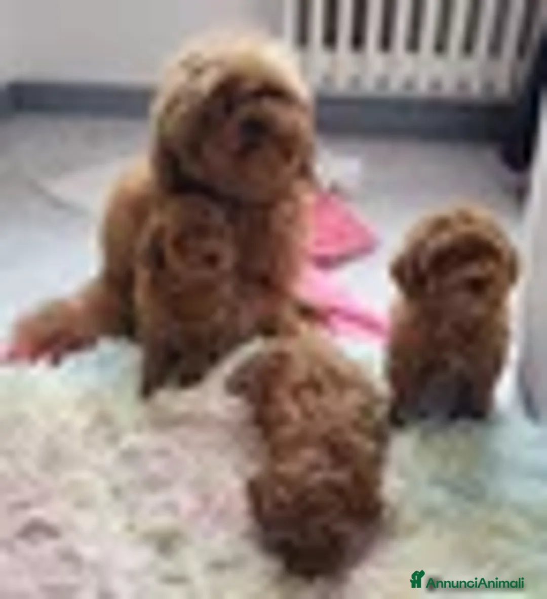 Barboncino Toy cani in vendita: BARBONCINO FEMMINA  MINITOY - Annuncio 2