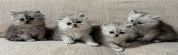 Persiano gatti in vendita: Gattini cuccioli persiano  - Annuncio 11