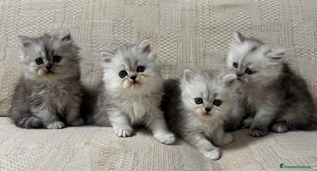 Persiano gatti in vendita: Gattini cuccioli persiano  - Annuncio 11