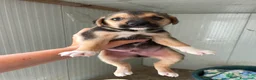 Meticcio cani in regalo: TARZAN e JANE - Annuncio 9