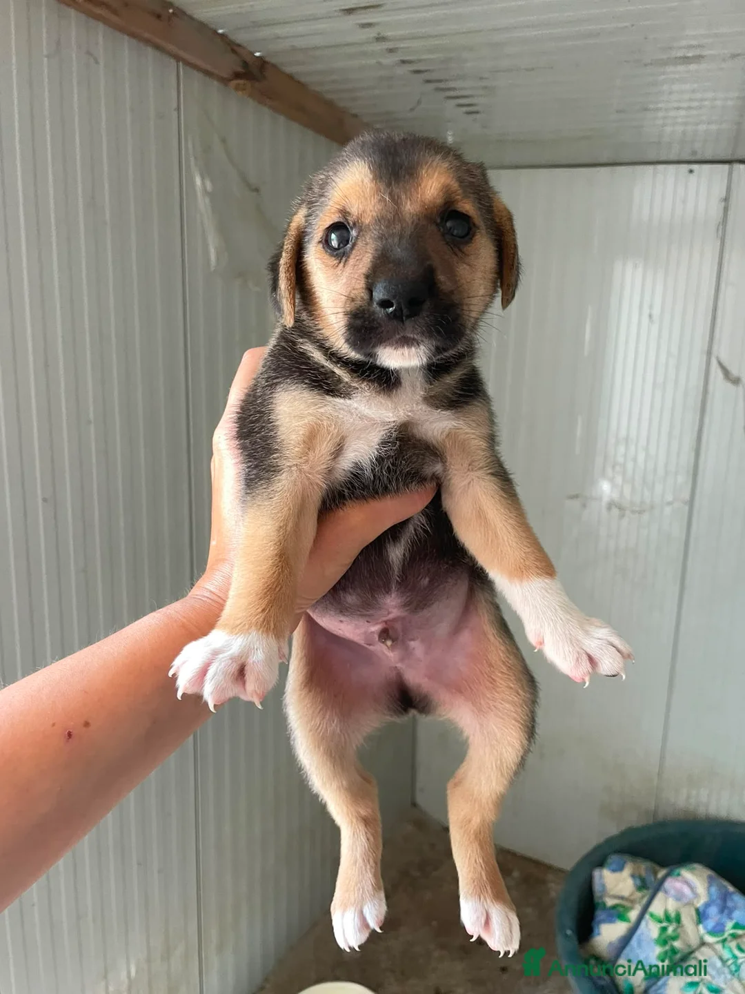 Meticcio cani in regalo: TARZAN e JANE - Annuncio 9