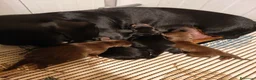 Bassotto Nano cani in vendita: Bassotti cuccioli  a Provincia di Taranto - Annuncio 3
