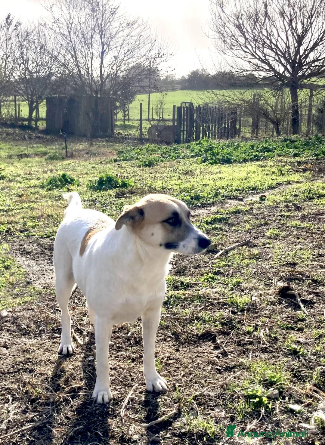 Meticcio cani in regalo: Babà, dolcissimo piccoletto cerca famiglia - Annuncio 2