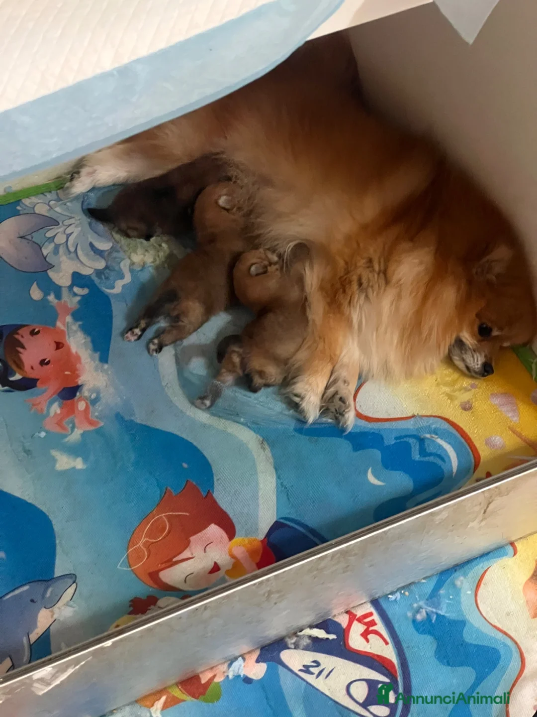 Volpino Pomerania cani in vendita: Cuccioli di Pomerania  - Annuncio 9