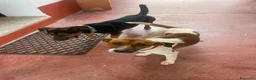 Meticcio cani in regalo: 2fratelli 1anno kg5 SOS CASA GIARDINO,SARDEGNA URG - Annuncio 2