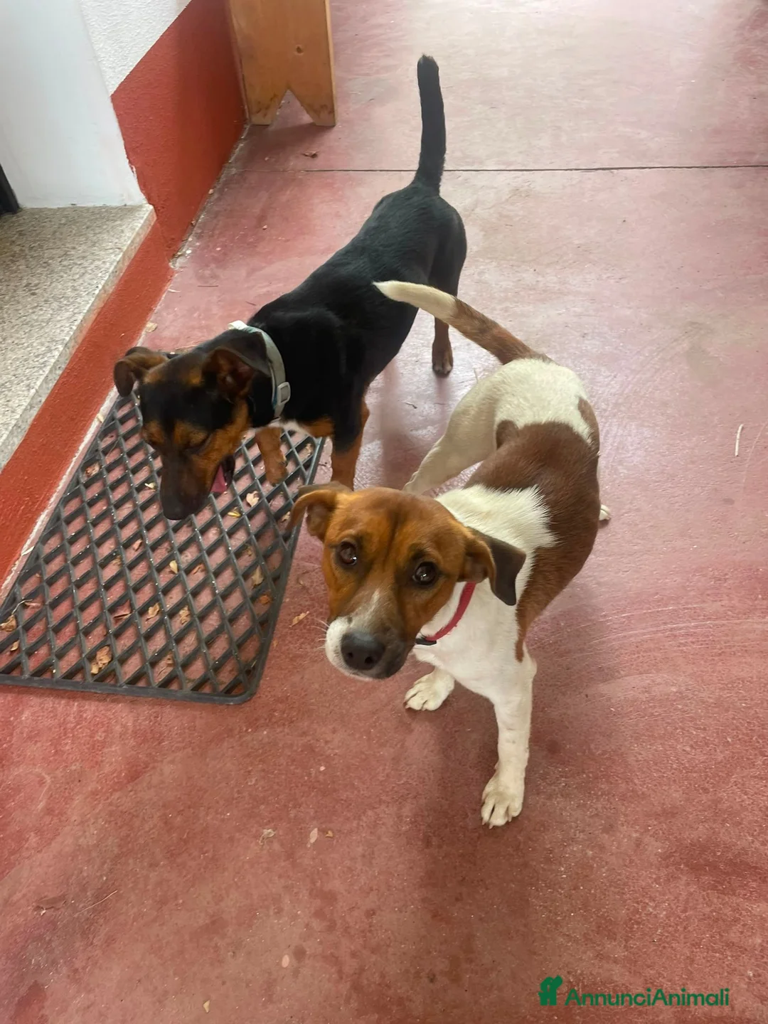 Meticcio cani in regalo: 2fratelli 1anno kg5 SOS CASA GIARDINO,SARDEGNA URG - Annuncio 2