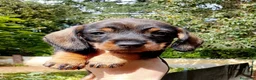 Bassotto cani in vendita: Bassotto pelo duro maschi  - Annuncio 17