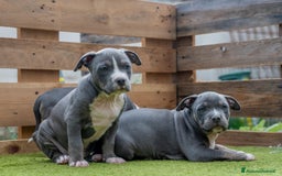 Pitbull cani in vendita: Cucciola di Amerian Pitbull Terrier - Annuncio 2