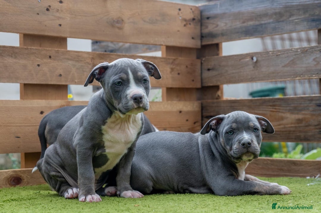 Pitbull cani in vendita: Cucciola di Amerian Pitbull Terrier - Annuncio 2