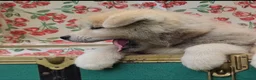 Akita Inu cani in vendita: UN AKITA INU PER NATALE  a Provincia di Vicenza - Annuncio 5