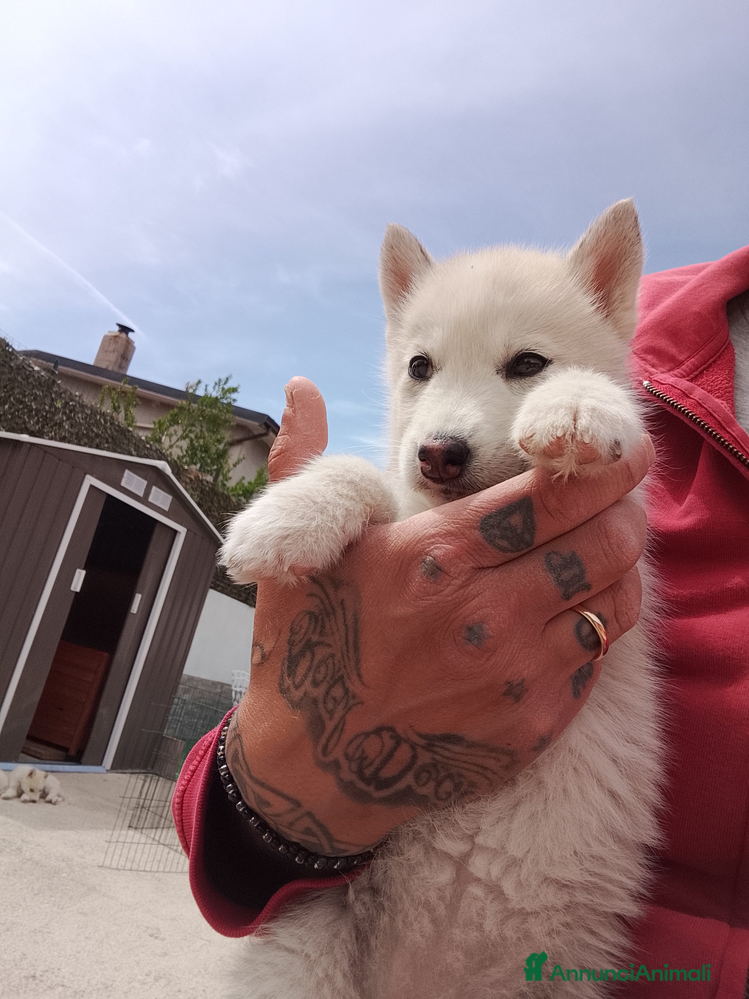 Husky cani Siberian Husky  - Annuncio 11