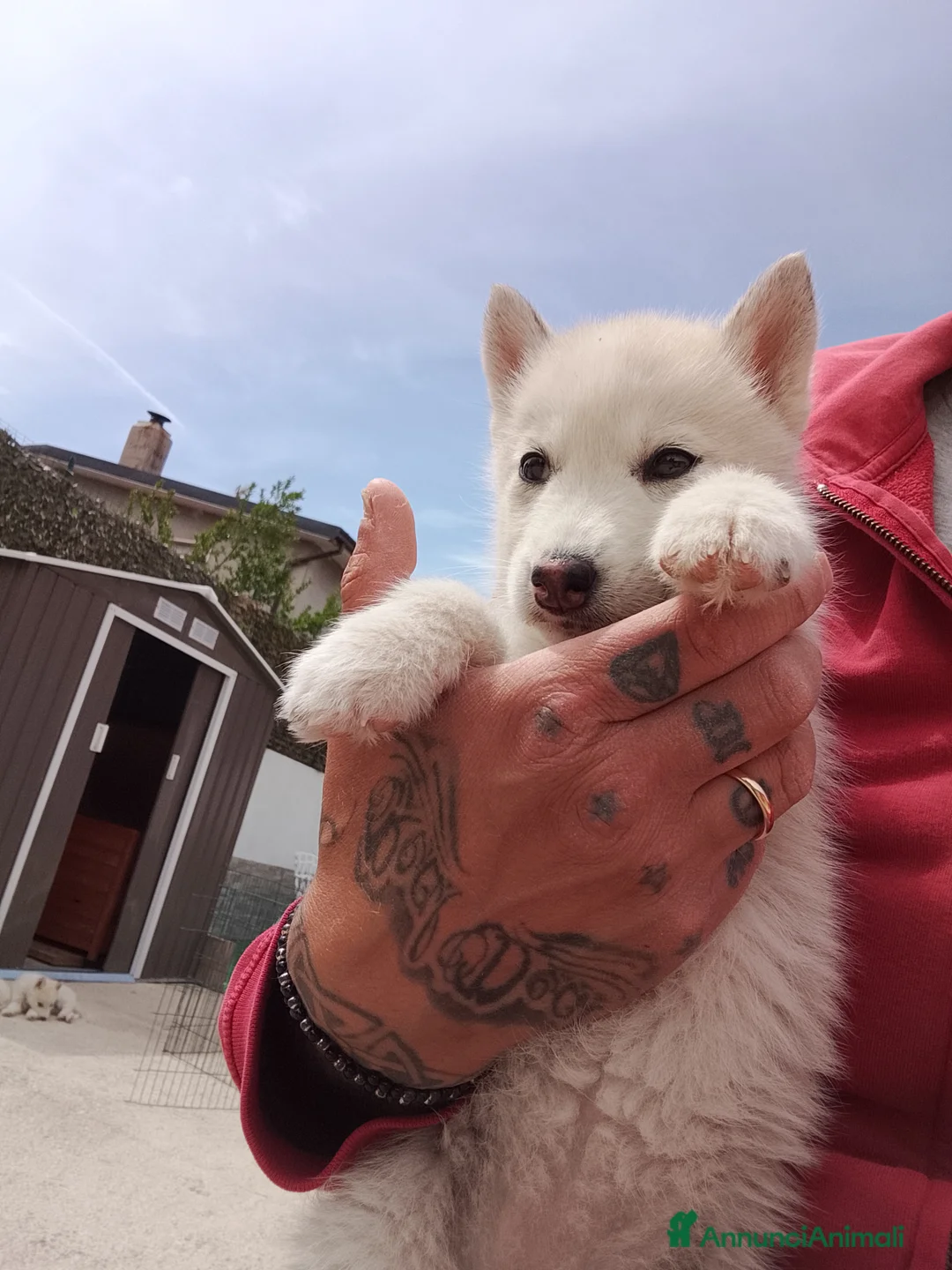 Husky cani in vendita: Siberian Husky  - Annuncio 1
