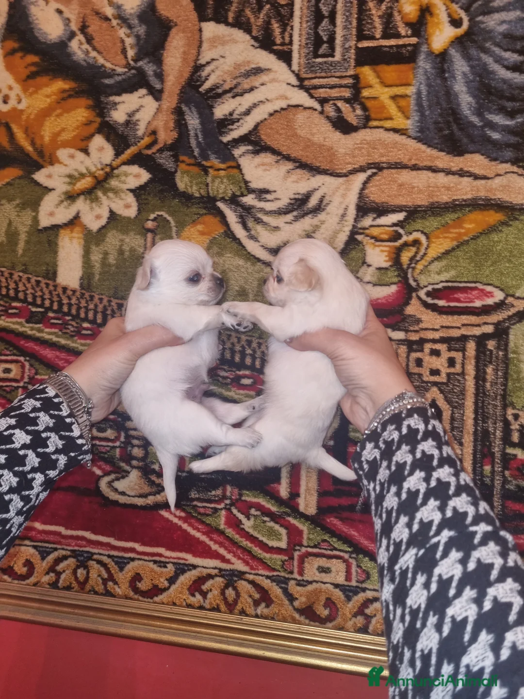 Chihuahua cani in vendita: Cuccioli di chihuahua toy  - Annuncio 9