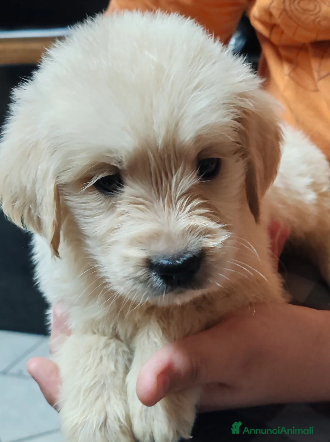 Golden Retriever cani in vendita: Cuccioli golden retriever  - Annuncio 1