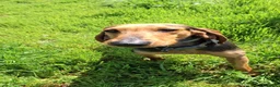 Meticcio cani in regalo: BOBO 💙 orecchie a cotoletta. Cuore da bomber. a Provincia di Modena - Annuncio 4