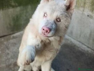 Akita Inu cani Akitainu 9ANNI CIECO FINITO IN CANILE!PROV BERGAMO a Città metropolitana di Milano - Annuncio 6