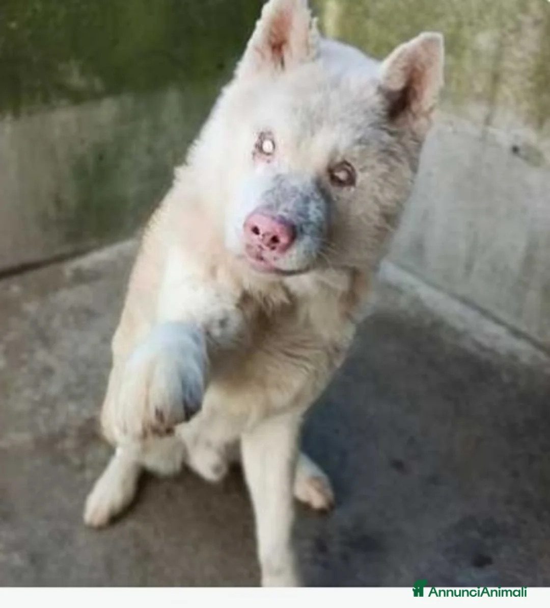 Akita Inu cani in regalo: Akitainu 9ANNI CIECO FINITO IN CANILE!PROV BERGAMO a Città metropolitana di Milano - Annuncio 1